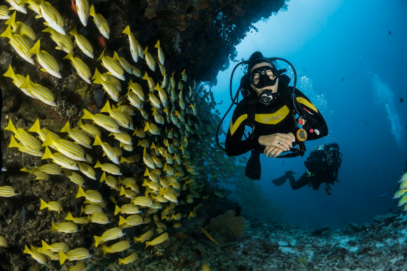 Marine biology diving