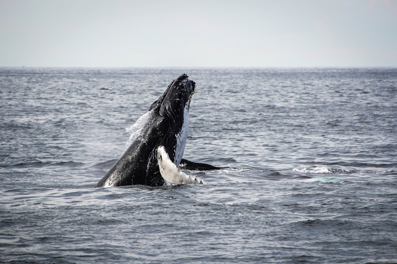 Whale in ocean